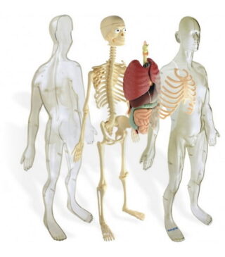 ANATOMÍA HUMANA