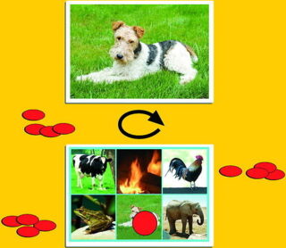 JUEGO ANIMALES Y NATURALEZA