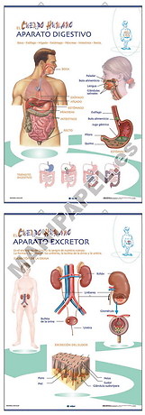 LÁMINAS DE ANATOMÍA PRIMARIA CASTELLANO