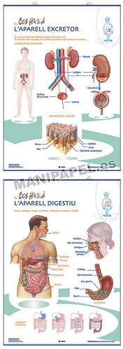 LÁMINAS DE ANATOMÍA PRIMARIA CATALÁN