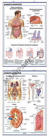 LÁMINAS DE ANATOMÍA SECUNDARIA CASTELLANO