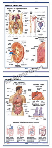LÁMINAS DE ANATOMÍA SECUNDARIA CATALÁN
