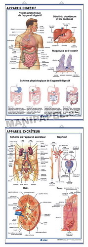 LÁMINAS DE ANATOMÍA SECUNDARIA FRANCÉS