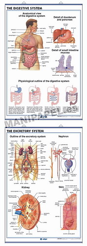 LÁMINAS DE ANATOMÍA SECUNDARIA INGLÉS